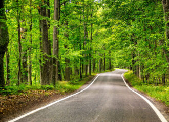 Tree lined road